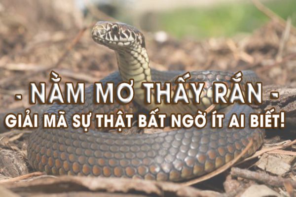 nằm mơ thấy rắn